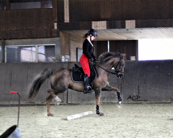 jumper Vicky 266 (German Riding Pony, 2007, from Golden Leroy)