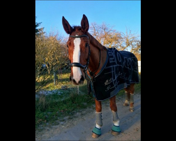 dressage horse de Janeiro 12 (Oldenburg, 2012, from Destano)