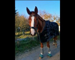 dressage horse de Janeiro 12 (Oldenburg, 2012, from Destano)