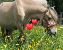 broodmare Ribanna von Tiefenthal (Fjord Horse, 2018, from Sorley)