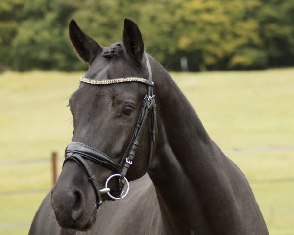 dressage horse Linn Utopia (KWPN (Royal Dutch Sporthorse), 2016, from Kastel's Grand Galaxy Win)
