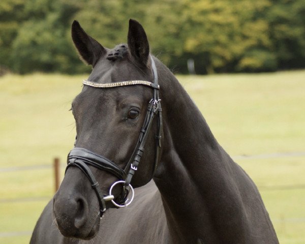 Dressurpferd Linn Utopia (Niederländisches Warmblut, 2016, von Kastel's Grand Galaxy Win)