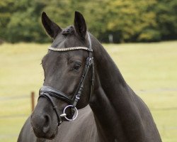 Dressurpferd Linn Utopia (KWPN (Niederländisches Warmblut), 2016, von Kastel's Grand Galaxy Win)