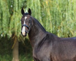 broodmare Salome (Oldenburg, 2006, from Superstar)