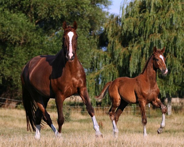 broodmare First Lady (Mecklenburg, 2011, from Fürst Romancier)