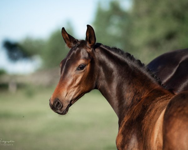 dressage horse Dancing Queen (Oldenburg, 2021, from Dynamic Dream)