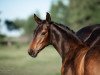 dressage horse Dancing Queen (Oldenburg, 2021, from Dynamic Dream)