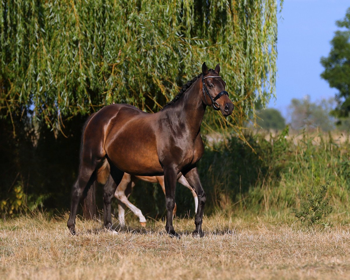 broodmare Rubinera (Oldenburg, 2007, from Rubinero 2)