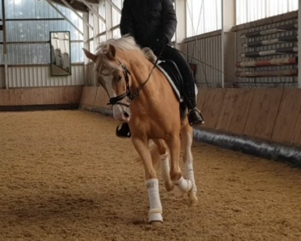 dressage horse New Moon 9 (German Riding Pony, 2018, from Fs Numero Uno)