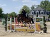 jumper Daisy's Prime Time (Zangersheide riding horse, 2017, from Diamant de La Lande)