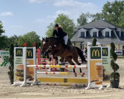 jumper Daisy's Prime Time (Zangersheide riding horse, 2017, from Diamant de La Lande)