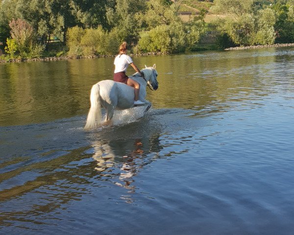 dressage horse Odie 6 (unknown, 2009)