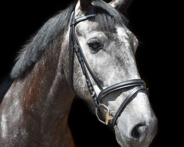 horse Balcormo Sunshine (Irish Draft Horse, 2016, from Balcormo Sir Rocco)