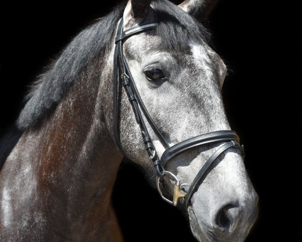 Pferd Balcormo Sunshine (Irish Draught Horse, 2016, von Balcormo Sir Rocco)