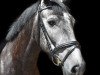 Pferd Balcormo Sunshine (Irish Draught Horse, 2016, von Balcormo Sir Rocco)