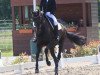 dressage horse Bordeaux F (Oldenburg, 2015, from Zack)