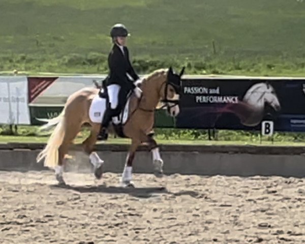 dressage horse Cosmic Blue Vb (German Riding Pony, 2018, from FS Mr. Right)