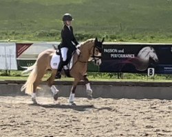 Dressurpferd Cosmic Blue Vb (Deutsches Reitpony, 2018, von FS Mr. Right)