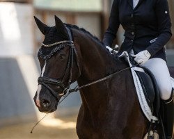 dressage horse Bridgestone G (Oldenburg, 2013, from Bretton Woods)