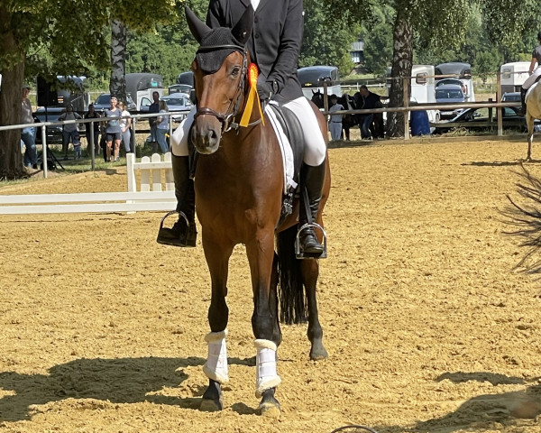 Pferd Calypso AB (Westfale, 2018, von Contini)