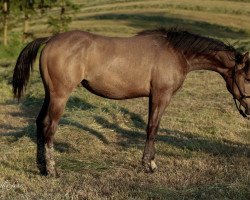 horse GA Elvis Chex (Quarter Horse, 2022)