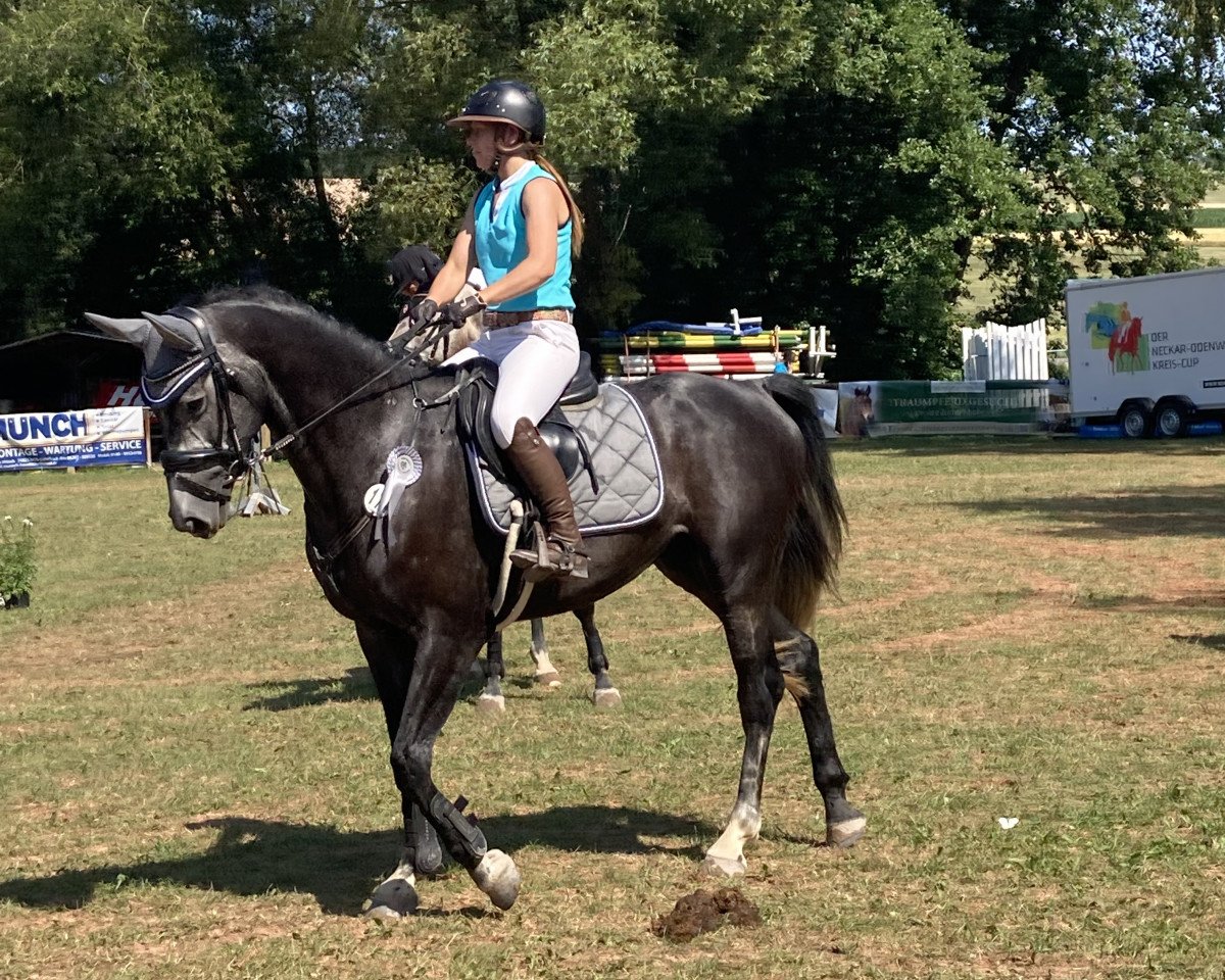 jumper Django SB (Württemberger, 2019, from Diacontinus)