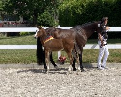 jumper Escandilla SB (German Sport Horse, 2023, from Esmeraldo FM)