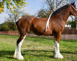 Zuchtstute Willow Way Lexus (Clydesdale, 2011, von Zorra Highland Captain)