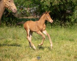 stallion Rumburak (anglo european sporthorse,  , from Khasanova)