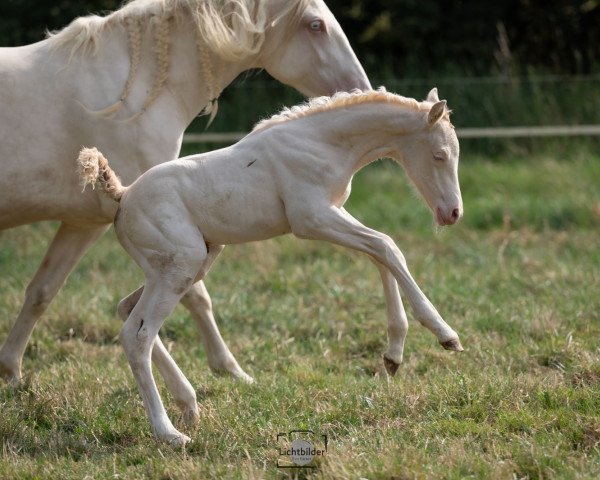 foal by Alberobella (anglo european sporthorse, 2023, from Shamu)