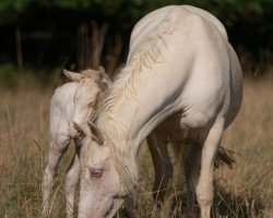 broodmare Aurora (German Warmblood, 2013, from Hector Krogvaenget)