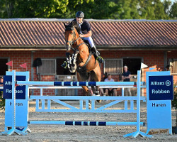 jumper Oreo 11 (KWPN (Royal Dutch Sporthorse), 2012, from Blauwendraad's O'Brien)