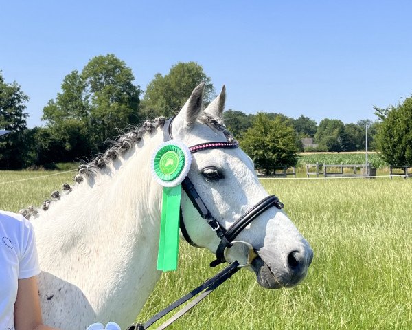 horse Wheemhoeve’s Spartacus (Welsh-Pony (Section B), 2011, from Kulltorps Juventus)