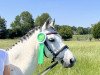 horse Wheemhoeve’s Spartacus (Welsh-Pony (Section B), 2011, from Kulltorps Juventus)