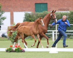 broodmare Badira 3 (Westphalian, 2011, from Basic)