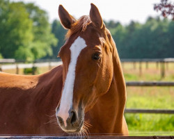 dressage horse Leyla (Holsteiner, 2018, from Uriko)