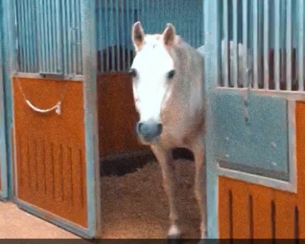 Zuchtstute Lucky Lady (Hessisches Warmblut, 1997, von Lucky Luke)