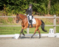 dressage horse Nobeltje (German Riding Pony, 2009, from Top Nicoletto)