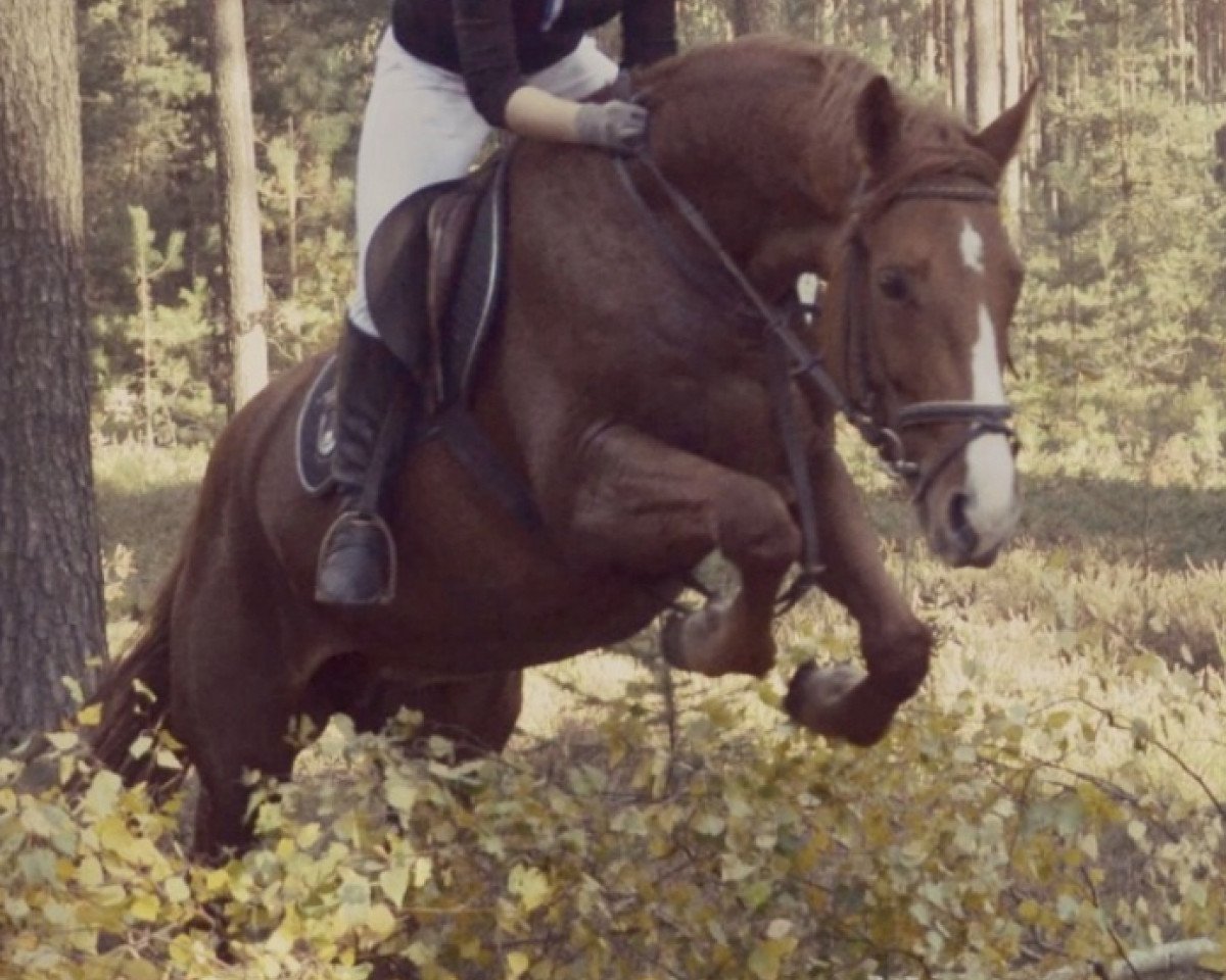 Zuchtstute Golden Girl (Deutsches Sportpferd, 2005, von Moosbachhofs Goldwing)