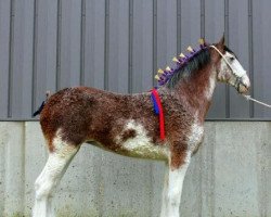 horse Willow Way Rosalie (Clydesdale, 2017, from Deighton Zoom)