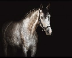 dressage horse It's A Kind of Magic (Holsteiner, 2016, from Damon)