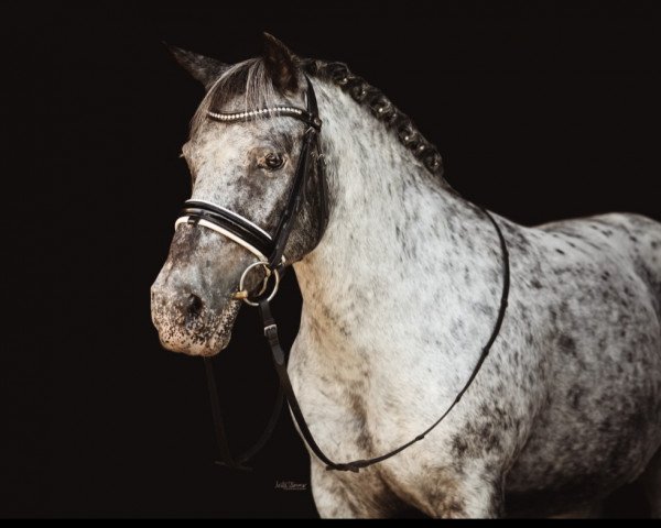 dressage horse Yeneke (unknown, 2006)