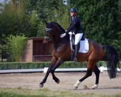 dressage horse Valentino M (German Sport Horse, 2017, from Vitalis)