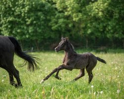 dressage horse Jazzberry Bonds (Oldenburg, 2023, from Bonds)