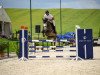 Zuchtstute Euphorie 33 (Oldenburger Springpferd, 2017, von Hickstead White)