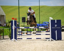 broodmare Euphorie 33 (Oldenburg show jumper, 2017, from Hickstead White)