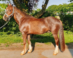 Dressurpferd Arvalon Rockfort (Welsh-Cob (Sek. D), 2007, von Dwyfor Scooby Do)