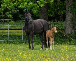 broodmare Grace Kelly (Rhinelander, 2016, from Gardez)