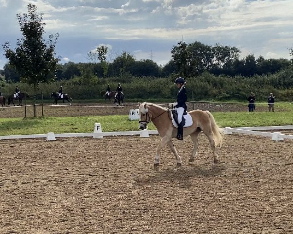 dressage horse Theo 107 (Haflinger, 2006)