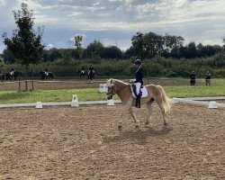 dressage horse Theo 107 (Haflinger, 2006)